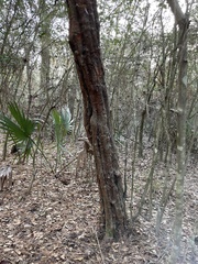 Crataegus spathulata