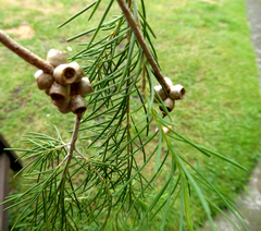 Melaleuca alternifolia