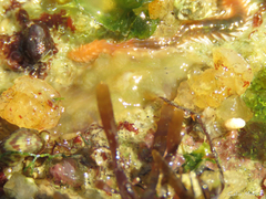 Enchiridium
