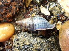 Buccinulum littorinoides