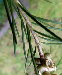 Melaleuca alternifolia