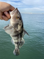 Paralabrax nebulifer