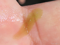 Enchiridium