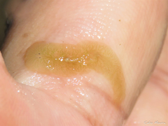 Enchiridium