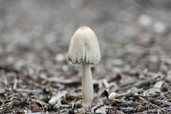 Coprinellus flocculosus