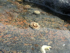 Siphonaria australis