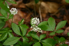 Panax trifolius