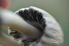 Coprinellus flocculosus