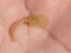 Enchiridium
