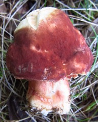 Xanthoconium purpureum