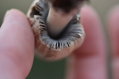 Coprinellus flocculosus