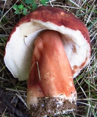 Xanthoconium purpureum