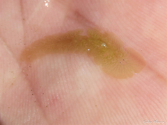 Enchiridium