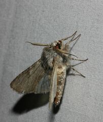Dicranura ulmi