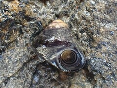 Micrelenchus huttonii