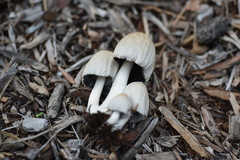 Coprinellus flocculosus
