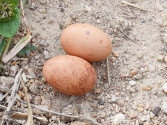 Caprimulgus asiaticus