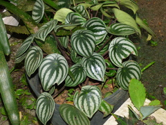 Peperomia argyreia