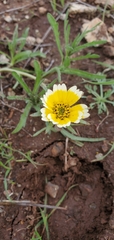 Layia platyglossa