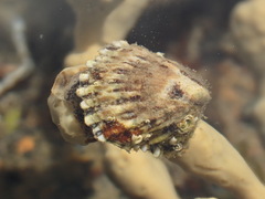Siphonaria australis