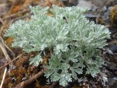 Artemisia glomerata