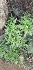 Phacelia imbricata imbricata