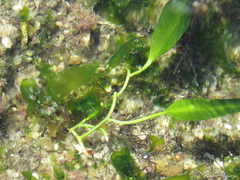 Caulerpa prolifera