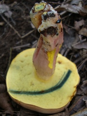 Lanmaoa pseudosensibilis