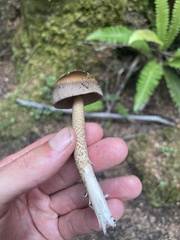 Amanita pekeoides