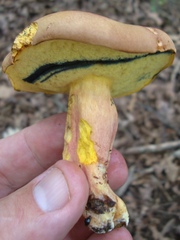 Lanmaoa pseudosensibilis