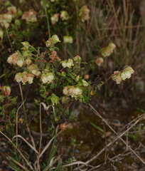 Hermannia hyssopifolia