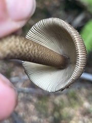 Amanita pekeoides