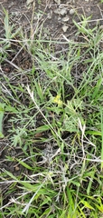 Lomatium utriculatum