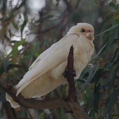 Cacatua sanguinea