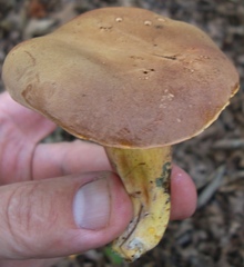 Lanmaoa pseudosensibilis
