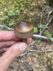 Amanita pekeoides