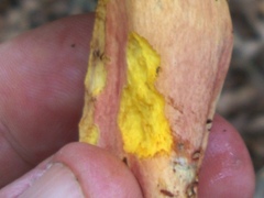 Lanmaoa pseudosensibilis