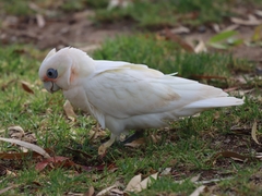 Cacatua sanguinea