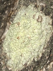 Pertusaria texana