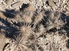 Grusonia kunzei