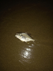 Trachinotus