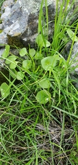 Claytonia perfoliata