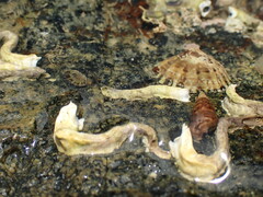 Spirobranchus cariniferus