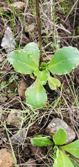 Primula clevelandii