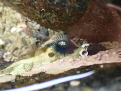 Spirobranchus cariniferus