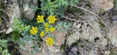 Lomatium parvifolium