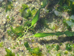Caulerpa prolifera