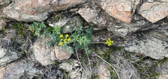 Lomatium parvifolium