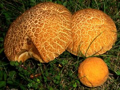 Leccinellum rugosiceps