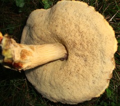 Leccinellum rugosiceps